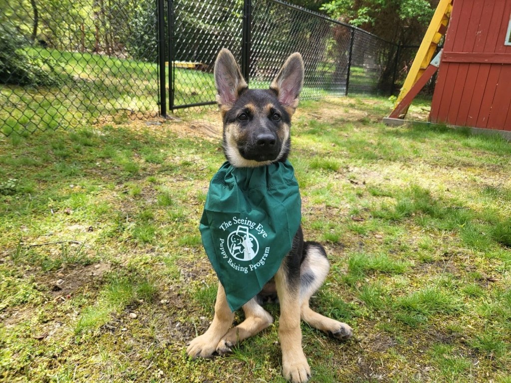 Octoという名のジャーマンシェパードが「The Seeing Eye Puppy Raising Program」と書かれた緑のスカーフを巻いて、草の上に座っている。Octoは、後ろに黒いフェンスと赤い小屋がある裏庭で、背筋を伸ばして座っている。