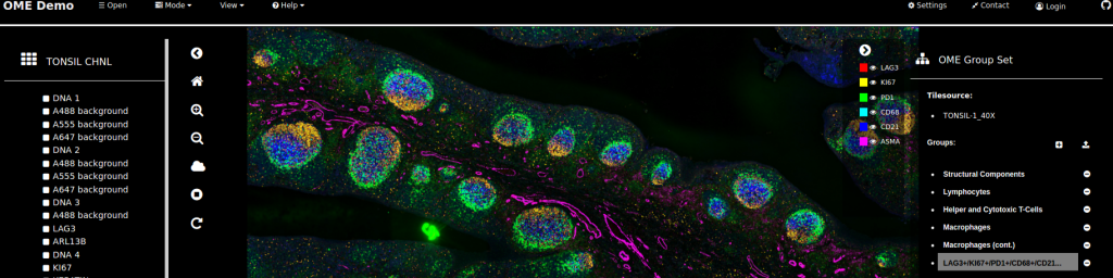 Single-cell image being processed by HistoJS.